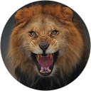 ghuraba ghuraba profile picture